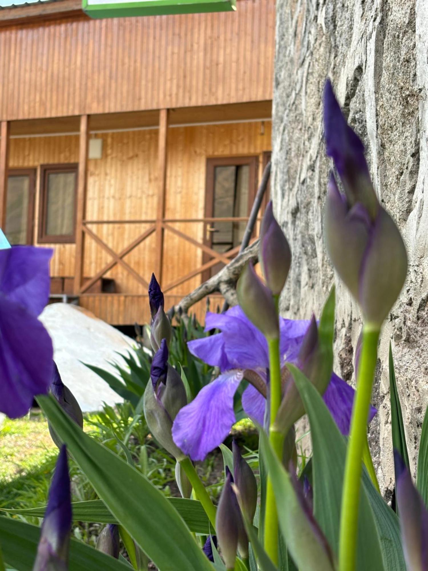 Family Hostel Nika Stepancminda Zewnętrze zdjęcie